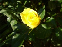 65d0a619-Picture 4114.jpg